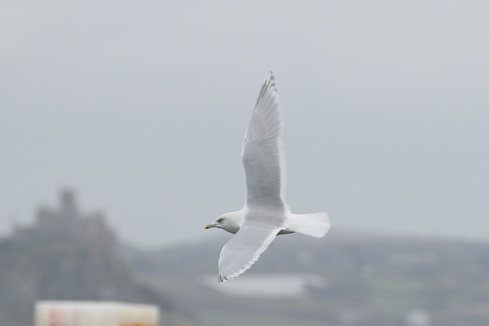 Kumlien's Gull