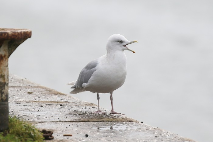 Kumlien's Gull