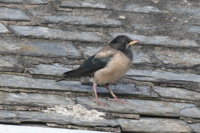 Rose-coloured Starling