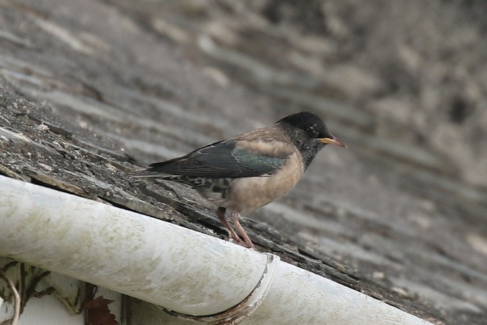 Rose-coloured Starling