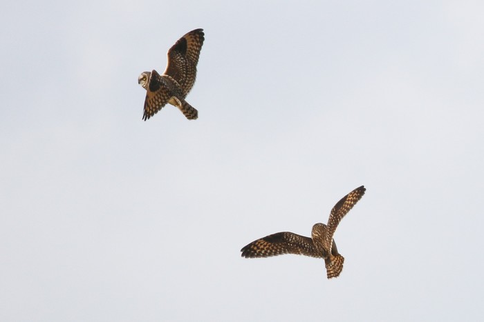 Short-eared Owl