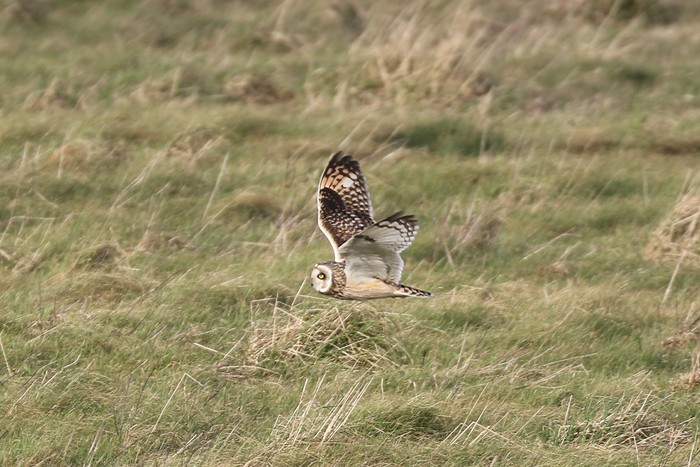Short-eared Owl