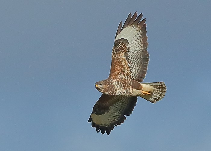 Buzzard