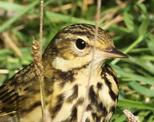 Olive-backed Pipit
