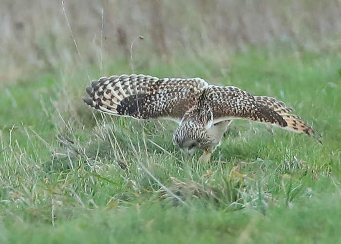 Short-eared Owl