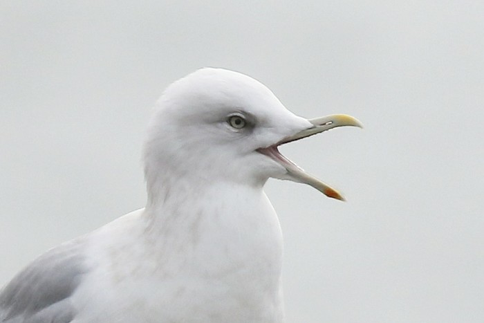 Kumlien's Gull