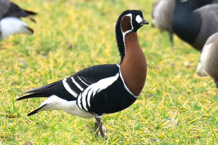 Red-breasted Goose