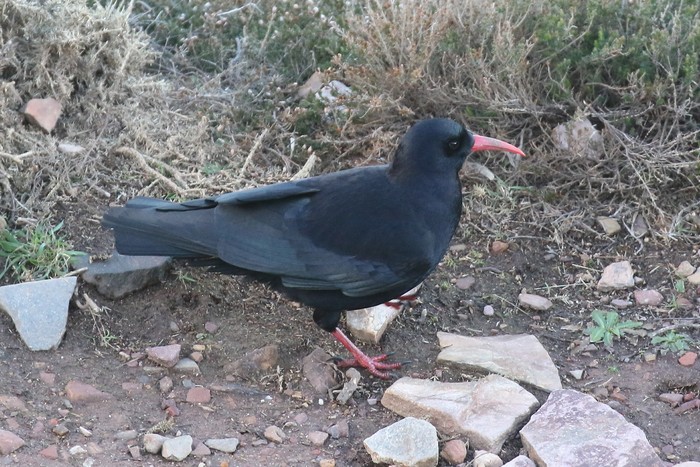 Chough