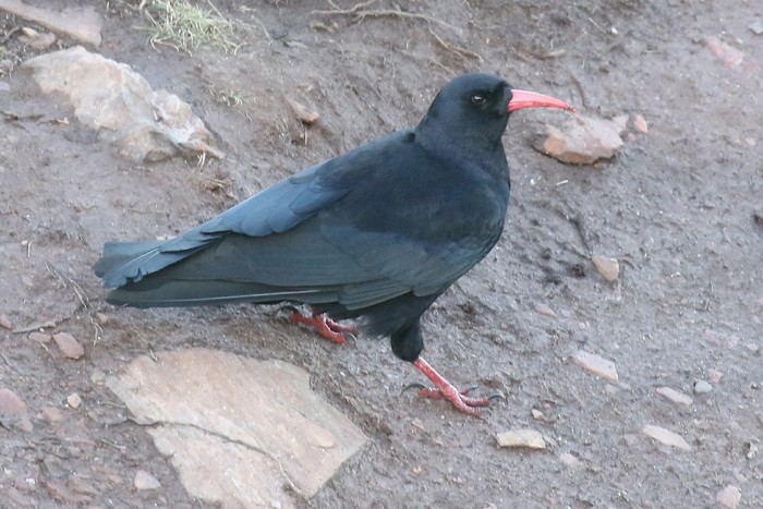 Chough