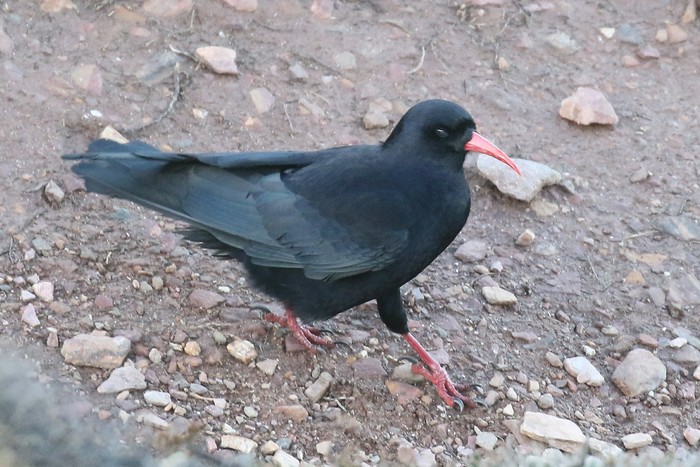 Chough