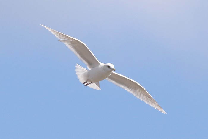 Kumlien's Gull