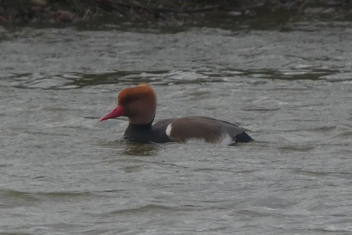 Red-crested Pochard