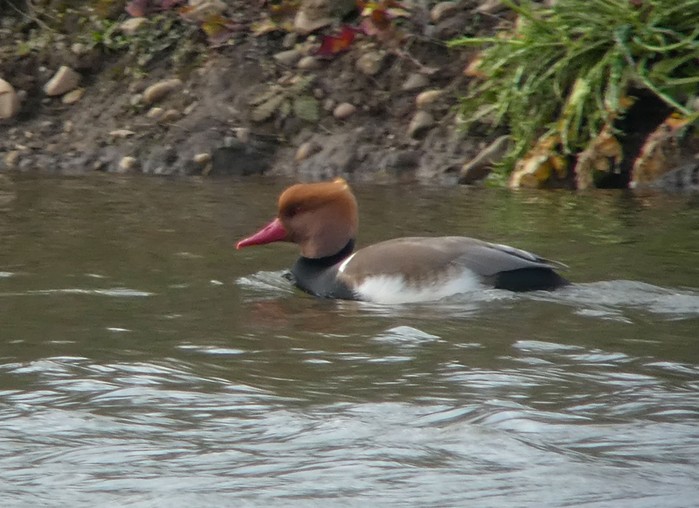 Red-crested Pochard