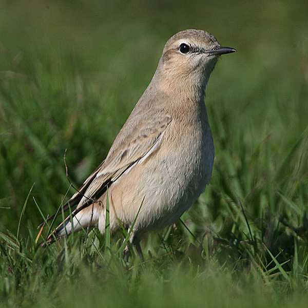 Isabelline Wheatear