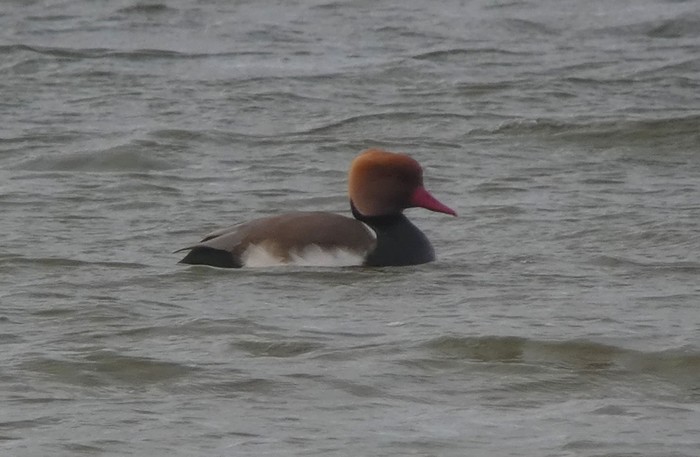 Red-crested Pochard