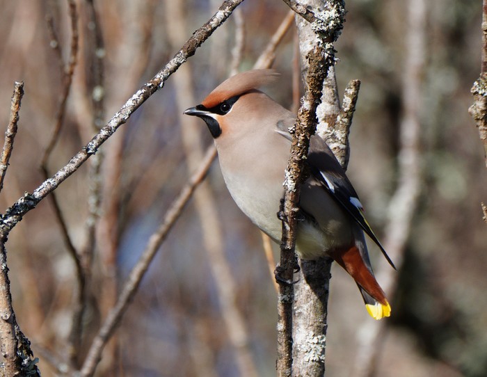 Waxwing