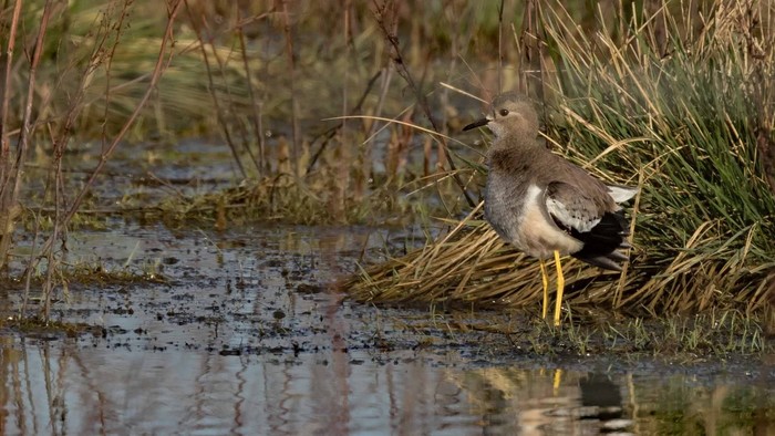 White-tailed Lapwing
