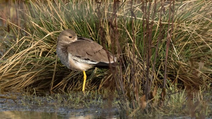 White-tailed Lapwing