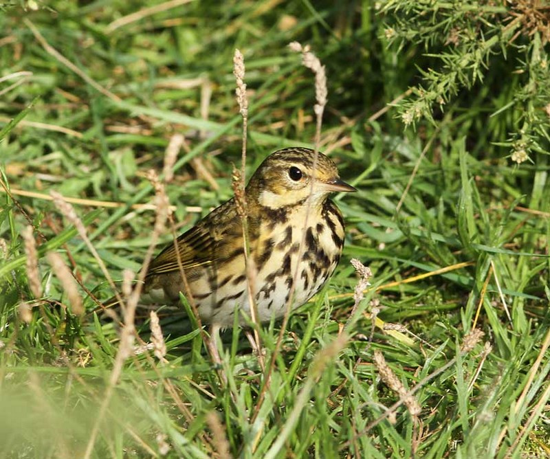 Olive-backed Pipit