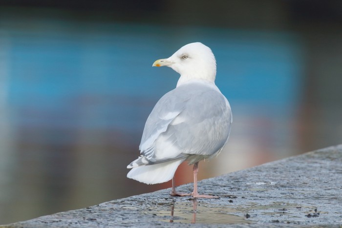 Kumlien's Gull