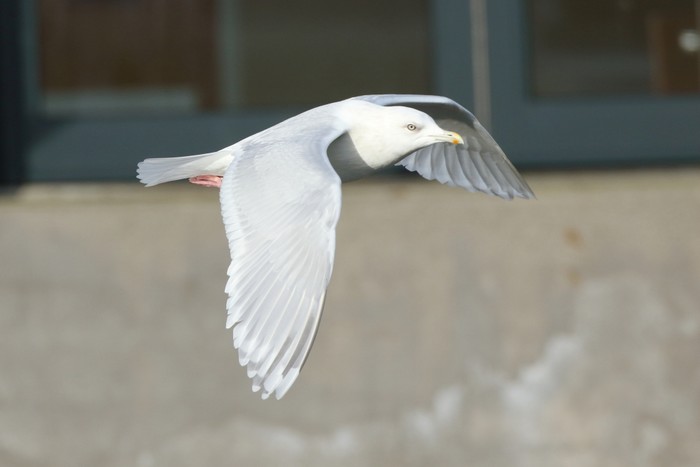 Kumlien's Gull
