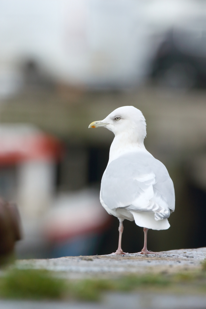 Kumlien's Gull