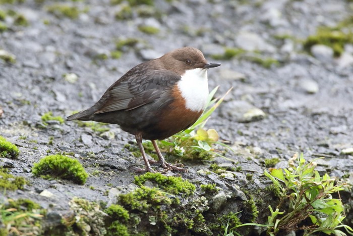 Dipper