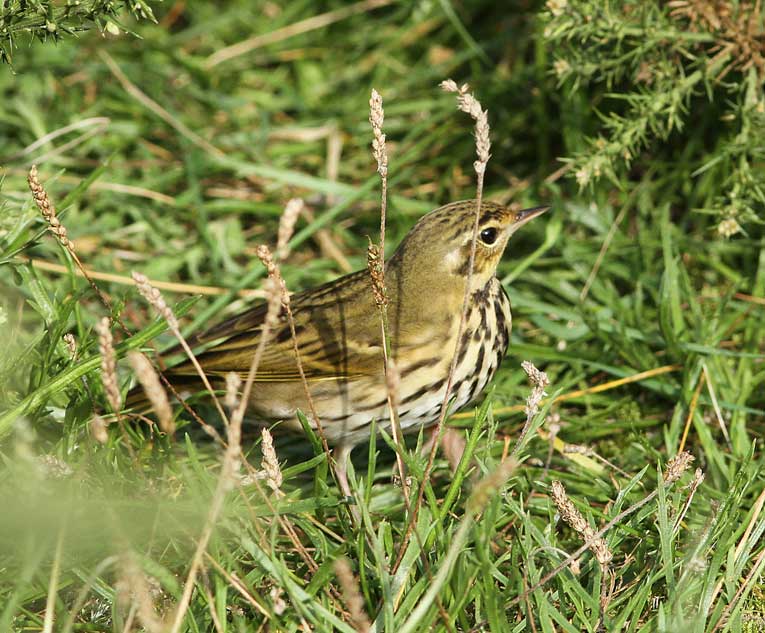 Olive-backed Pipit