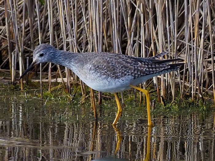 Lesser Yellowlegs
