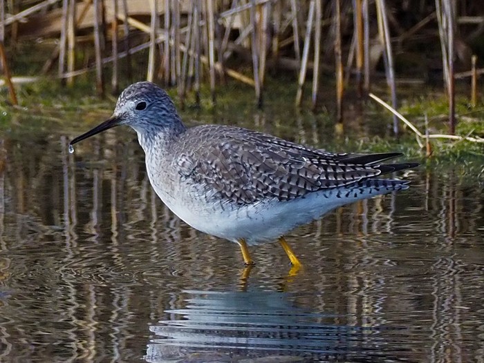 Lesser Yellowlegs