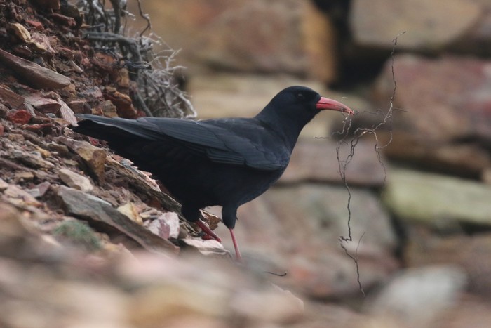Chough