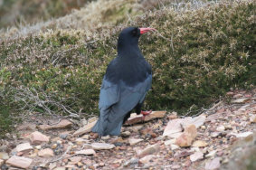 Chough