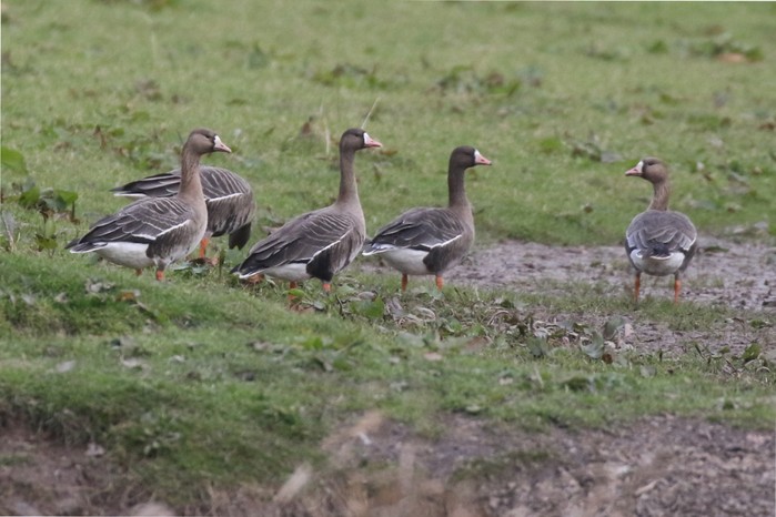 Russian White-fronted Goose