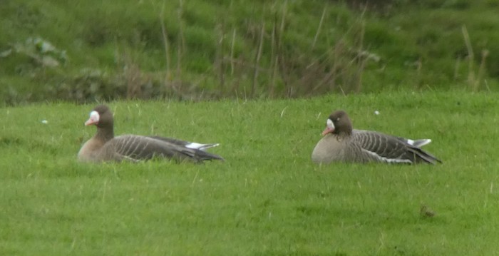 Russian White-fronted Goose