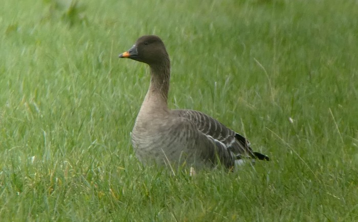 Tundra Bean Goose