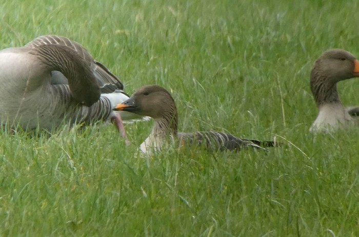 Tundra Bean Goose