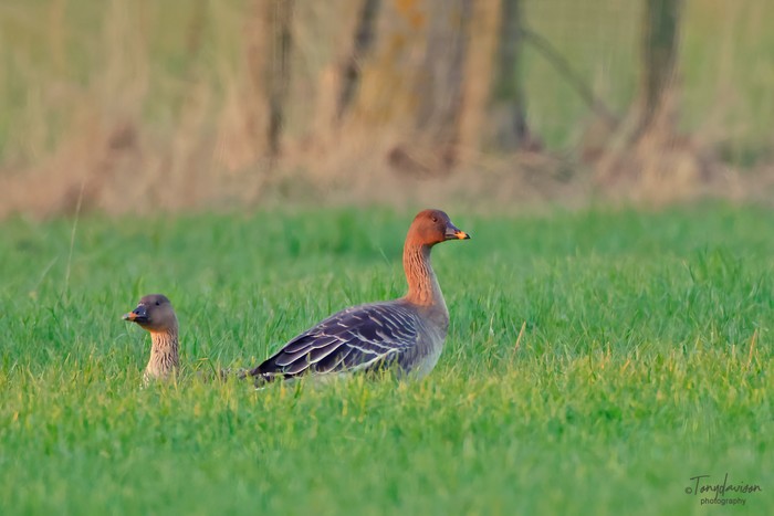 Tundra Bean Goose