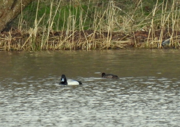 Lesser Scaup