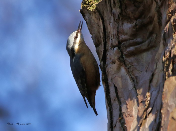Nuthatch 