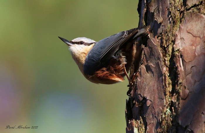 Nuthatch 