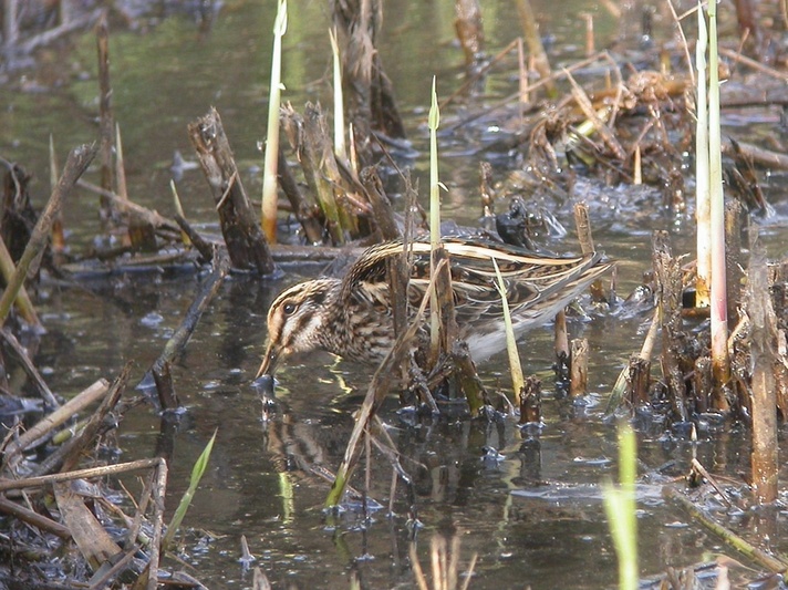 Jack Snipe