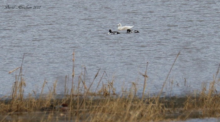 Iceland Gull 