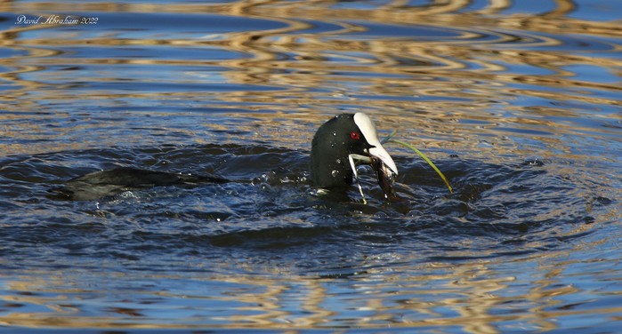 Coot