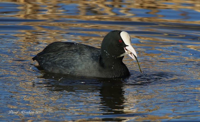Coot