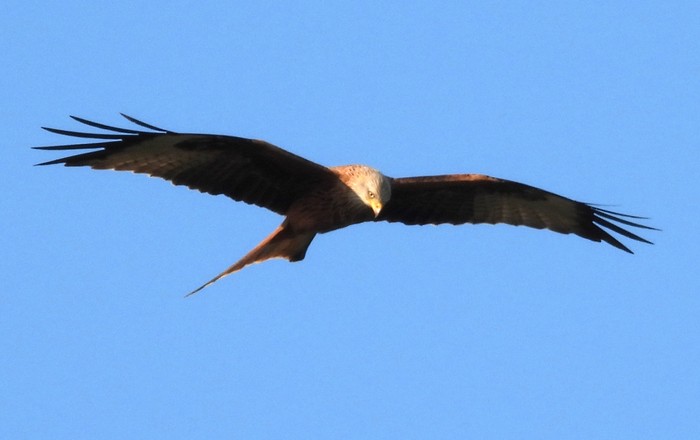 Red Kite