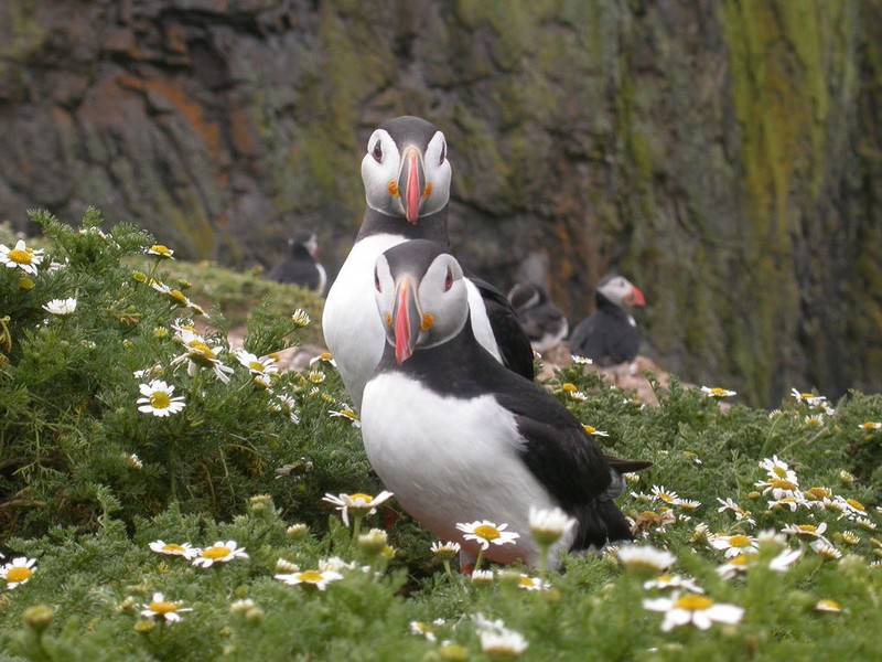 Puffin