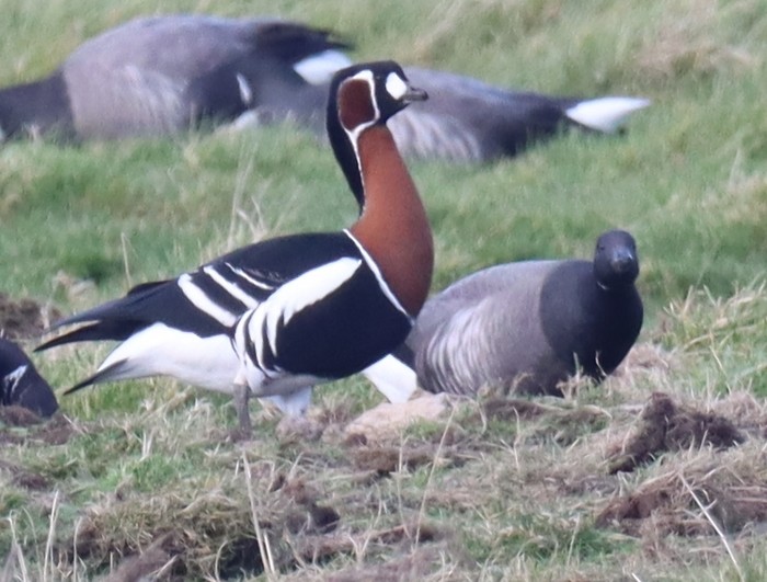 Red-breasted Goose