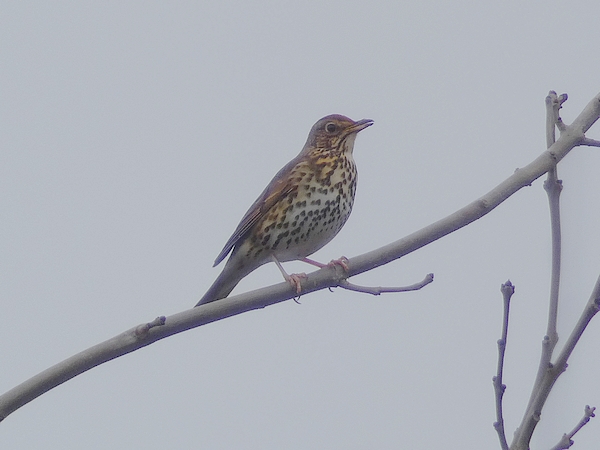 Song Thrush