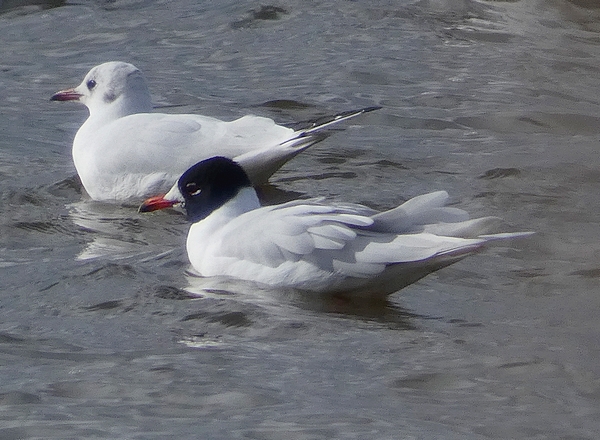 Mediterranean Gull