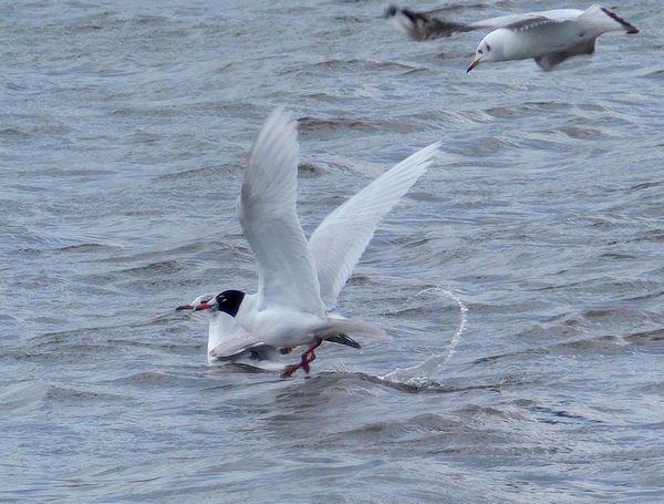 Mediterranean Gull